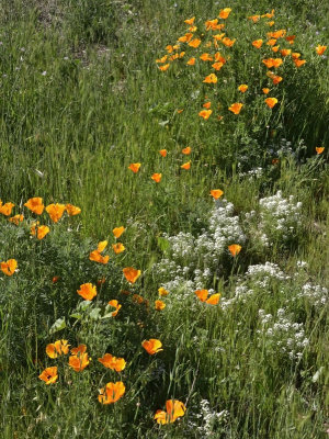 California Poppy