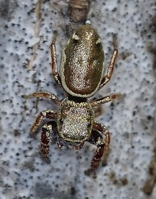 Jumping Spider, Sassicus vitis