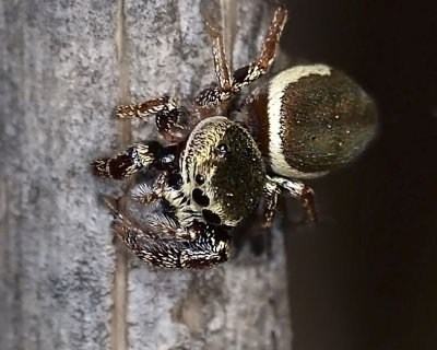 Jumping Spider, Sassicus vitis