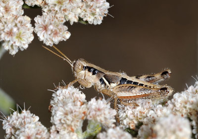 Short-horned Grasshopper, nymph