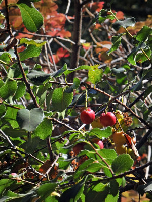 Holly-leaved Cherry
