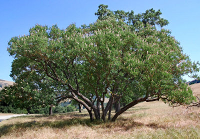 California Buckeye (from Sunol)