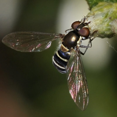 Syrphid Fly, cf Fazia micrura, female