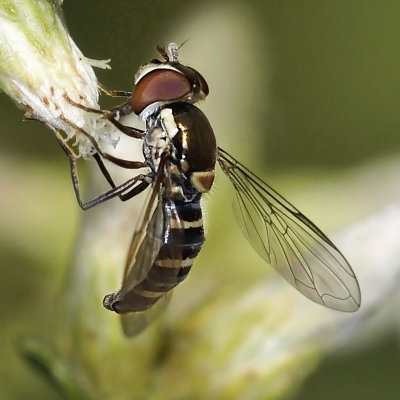 Syrphid Fly, cf Fazia micrura, female
