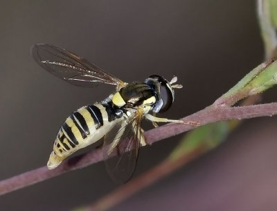 Syrphid Fly, Sphaerophoria sulphuripes, female