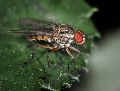 Root-maggot Fly, Hylemya alcathoe