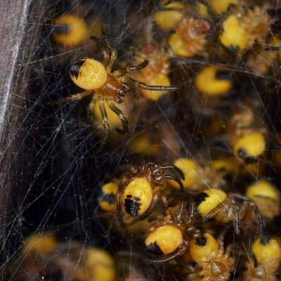 Cross Orbweaver spiderlings