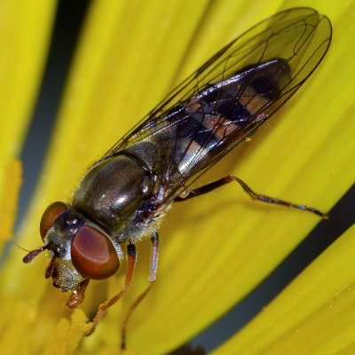Syrphid Fly, Platycheirus trichopus, female