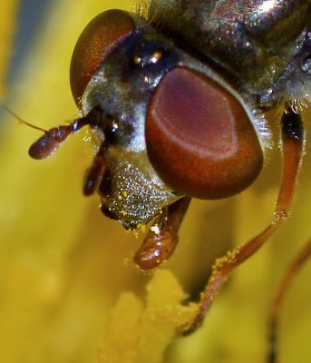 Syrphid Fly, Platycheirus trichopus, female