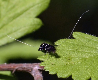 Northern Adela Moth Adela septentrionalle