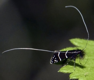 Northern Adela Moth Adela septentrionalle