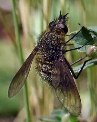 Bee Fly sp