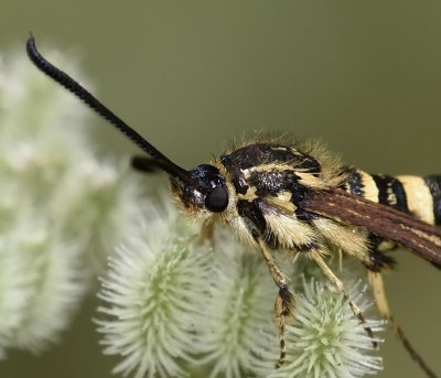 Clear-wing Moth 