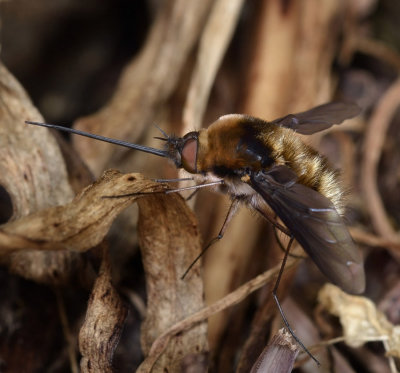 Bee Fly, Bombylius sp