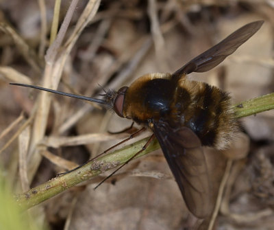 Bee Fly, Bombylius sp