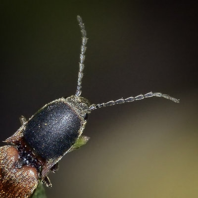 Click Beetle, Dolerosomus silaceus