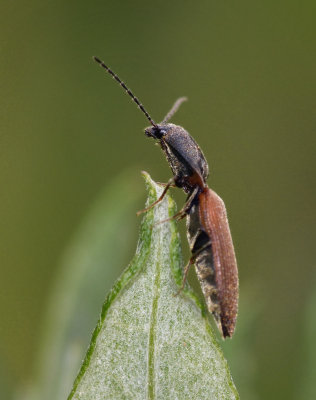Click Beetle, Dolerosomus silaceus
