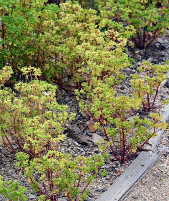 Petty Spurge, Euphorbia peplus