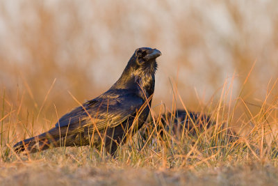 Kruk (Corvus corax)