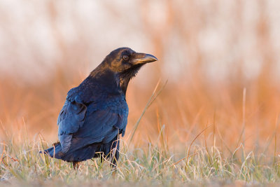 Kruk (Corvus corax)