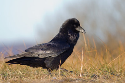 Kruk (Corvus corax)