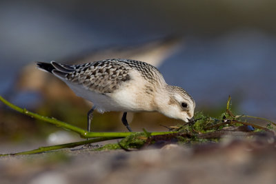 Piaskowiec (Calidris alba)