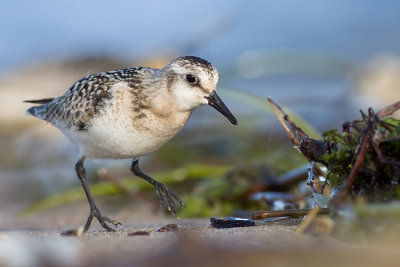 Piaskowiec (Calidris alba)