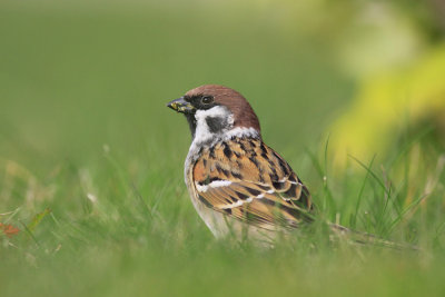 Mazurek (Passer montanus)