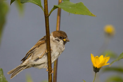 Mazurek (Passer montanus)