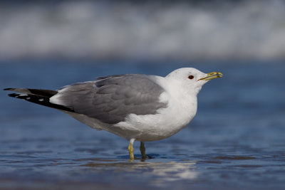 Mewa siwa (Larus canus)