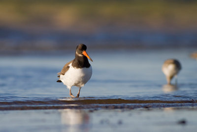 Ostrygojad (Haematopus ostralegus)