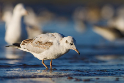 Smieszka (Larus ridibundus)