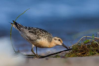 Biegus rdzawy (Calidris canutus)