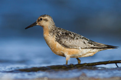 Biegus rdzawy (Calidris canutus)