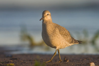Biegus rdzawy (Calidris canutus)
