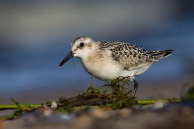 Piaskowiec (Calidris alba)