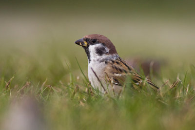 Mazurek (Passer montanus)