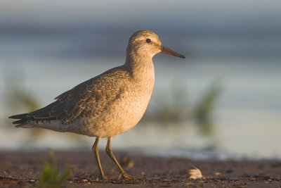 Biegus rdzawy (Calidris canutus)