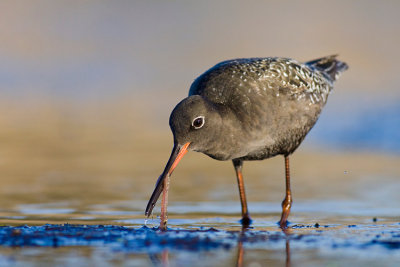 Brodziec sniady (Tringa erythropus)