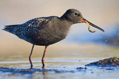 Brodziec sniady (Tringa erythropus)