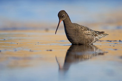 Brodziec sniady (Tringa erythropus)