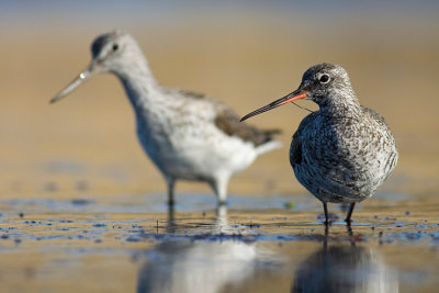 Brodziec sniady (Tringa erythropus)