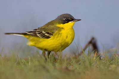 Pliszka zolta (Motacilla flava)