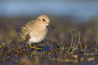 Biegus maly (Calidris temminckii)