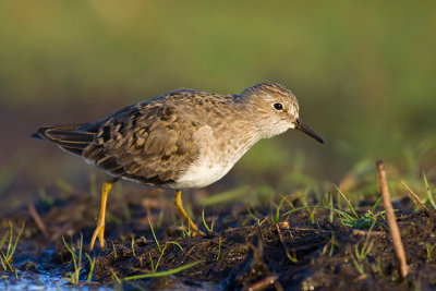 Biegus maly (Calidris temminckii)