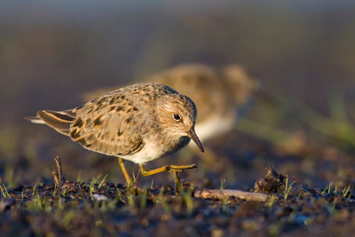 Biegus maly (Calidris temminckii)