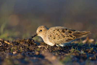 Biegus maly (Calidris temminckii)