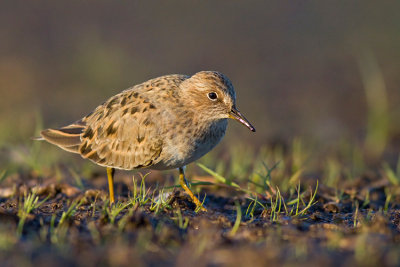 Biegus maly (Calidris temminckii)