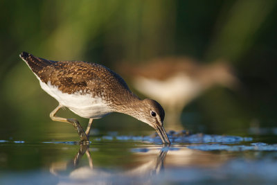 Samotnik  (Tringa ochropus)