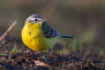 Pliszka zolta (Motacilla flava)